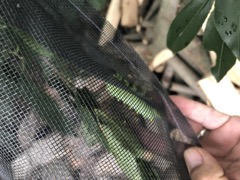 Cecropia Caterpillars